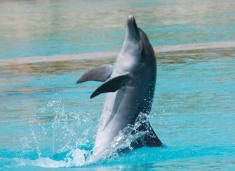Dolphin Computer Wallpaper Desktop Background Id