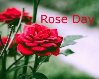 Flower HD Wallpaper Rose