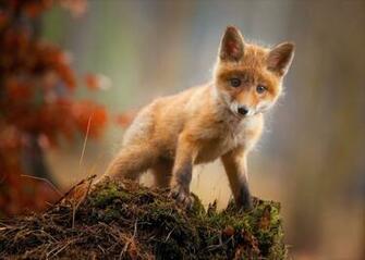 Animal Baby Cub Cute Fox Wallpaper
