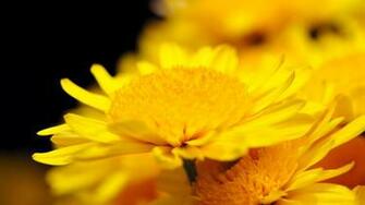 Beautiful Chrysanthemum Flowers Wallpaper X Background