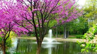 Spring Screensavers Background Entertainment Day Crazy