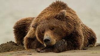 Bears On The Mountain Animal HD Wallpaper