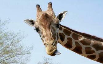 HD Giraffes Wallpaper And Photos Animals