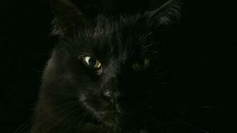 Black Cat Eyes In The Dark Furry Animals HD Wallpaper