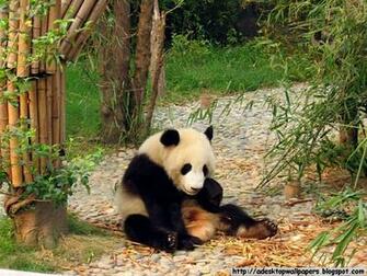 Funny Giant Panda Wallpaper Pc Beautiful