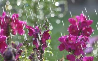 Spring Showers Bring May Flowers Quotes