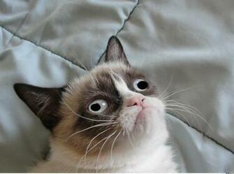 Derpy Cat Face
