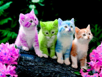 Cute Kitten Wallpaper