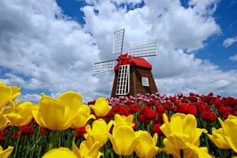 Nature Windmill Sky Clouds Spring Flowers Tulips