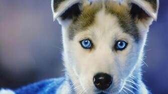 Desktop Puppy Background Wallpaper Background