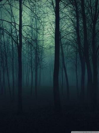 Dark Forest 4k HD Desktop Wallpaper For Ultra Tv Tablet