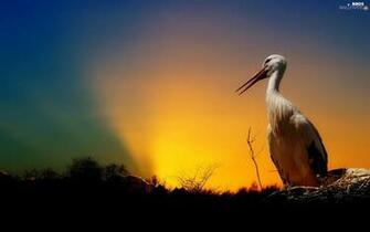 Trees Es Nest Glow Stork Birds Wallpaper