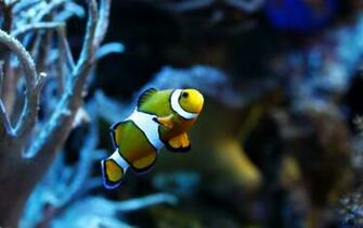 Fish Wallpaper High Quality Cool Walldiskpaper