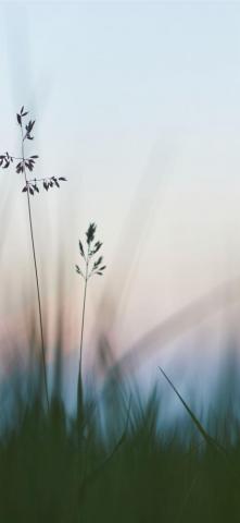 Best Grass iPhone HD Wallpaper