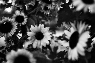 Bampw Background Beautiful Black Amp White And Favim