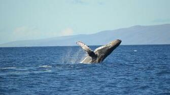 Humpback Whale