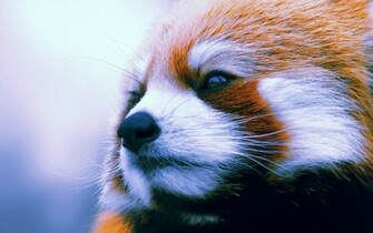 Sad Face Wallpaper High Definition