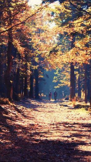 Autumn Fallen Leaves Wallpaper iPhone