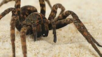 Scary Spider HD Desktop Wallpaper Digitalhint Net