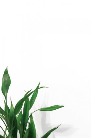 Plants With White Background Best Background
