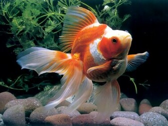 Chinese Goldfish Wallpaper Pet Gold