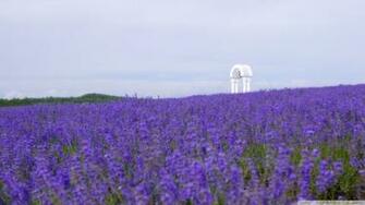 Field Of Wildflowers Wallpaper For
