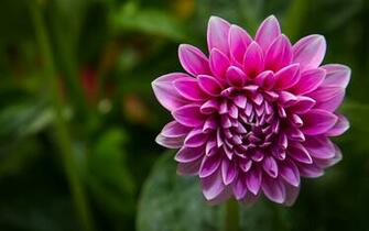 Cute Dahlia Flower HD Wallpaper Themes