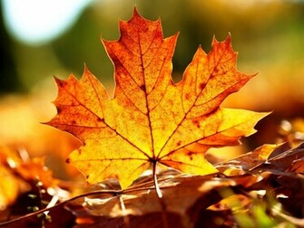 Autumn Leaves Background Wallpaper