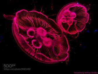 Pink Jellyfish Wallpaper Hot Jelly Fish By
