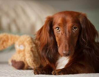 Pics Photos Dachshund Wallpaper