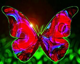 Most Beautiful Butterflies Wallpaper My Image