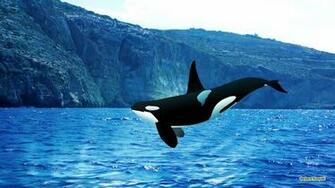 Orca Wallpaper Barbaras HD