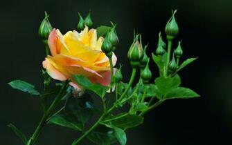 Wallpaper Of Flowers And Butterflies In High Resolution For