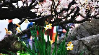 Wallpaper Spring Widescreen