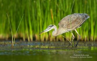 5th Of Desktop Wildlife Wallpaper Nature