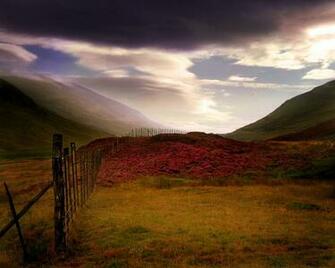 Scottish Heather Desktop Pc And Mac Wallpaper