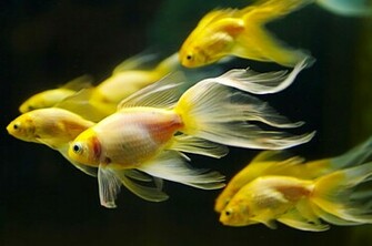 Underwater Fish Fishes Goldfish Gold Wallpaper Background