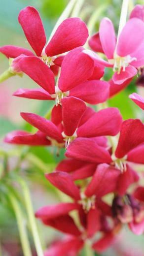 Flower iPhone Plus Wallpaper HD