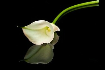 Sparkle Addiction Easter Lily Calla