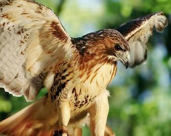 Red Tailed Hawk Jpg Wallpaper Animals Misc