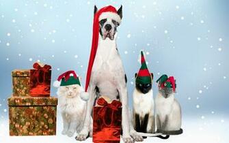 Dog And Cat New Year Wallpaper