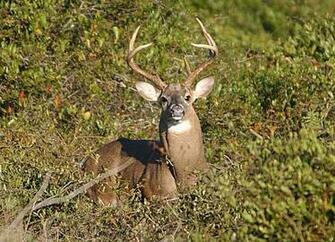 Deer Hunting Logo Camo Is Camouflage Pattern And