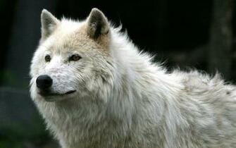 White Wolf HD Wallpaper
