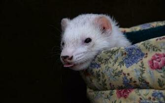 Ferret