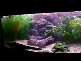 Aquarium D Background HD Wallpaper