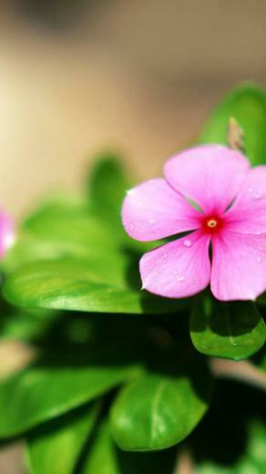 Pink Flower Green Leaves Wallpaper iPhone