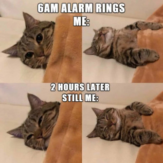 Cat Meme Picture Wallpaper