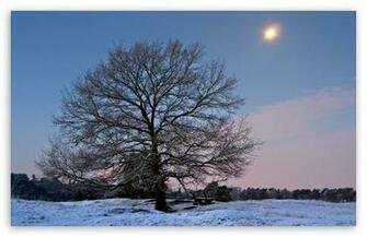 Winter Scenery HD Wallpaper For Standard Fullscreen Uxga
