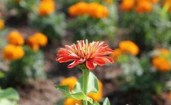 Labels Flowers Pictures Wallpaper Zinnia