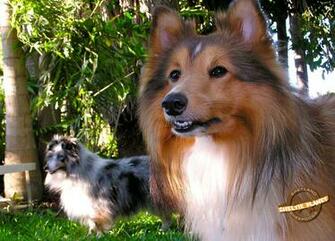 Sheltie Wallpaper